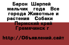 Барон (Шарпей), мальчик 3 года - Все города Животные и растения » Собаки   . Пермский край,Гремячинск г.